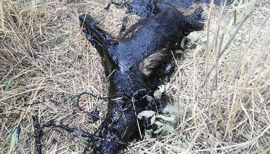 Çizgili sırtlan petrol atığında öldü