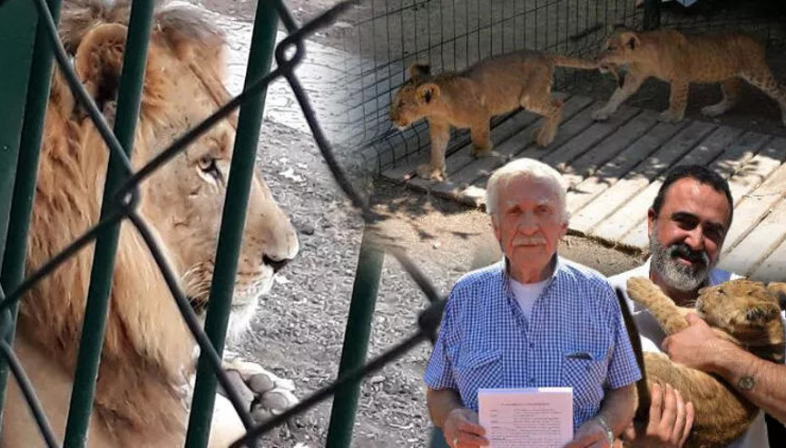 Ankarada aslanlar mahallenin kâbusu olmuştu... Ve karar verildi