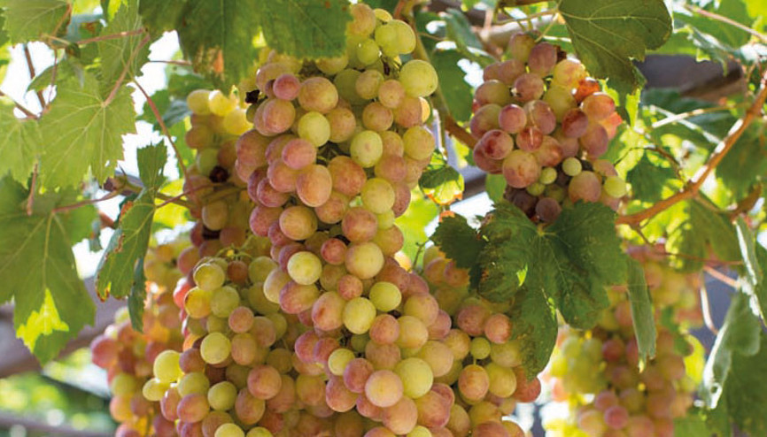 Yerel üzümlerimiz gibisi var mı Yerel üzümlerimiz gibisi var mı