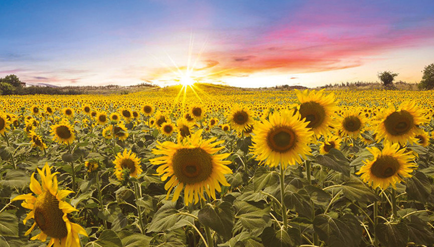 ‘Ayçiçeği stratejik bir ürün’