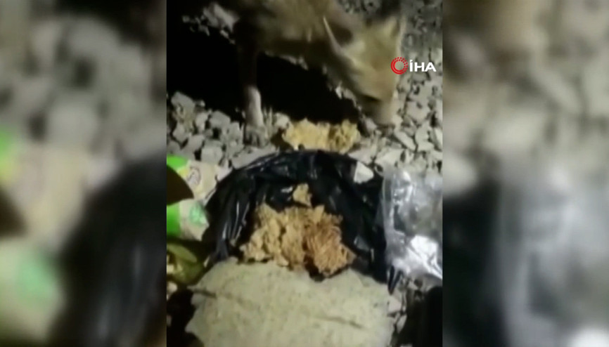 Aç kalan tilkiyi tarhana ile doyurdu