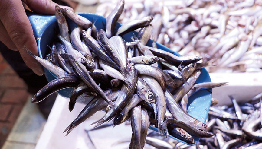 Av yasağı sona ererken balıkçılara ve tüketicilere uyarı... Balıkların boyutuna dikkat Av yasağı sona ererken balıkçılara ve tüketicilere uyarı... Balıkların boyutuna dikkat