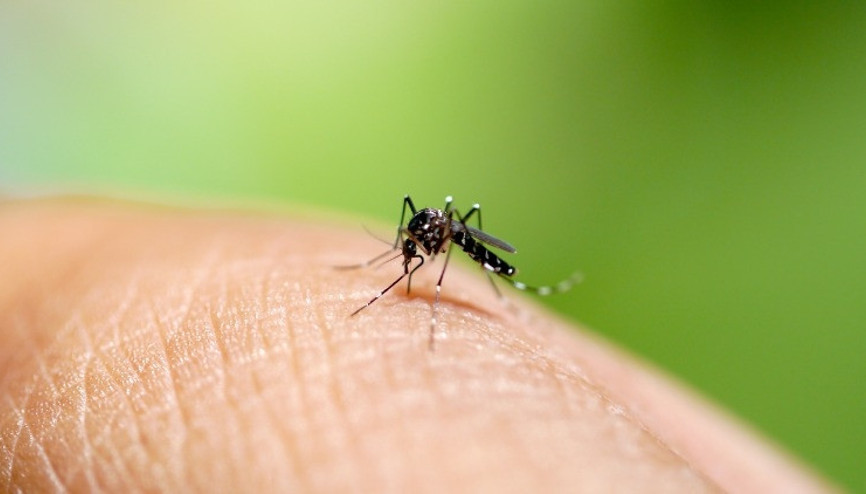 Sivrisineklerle yayılıyor… Batı Nil virüsü vakaları arttı Yunanistanı alarma geçiren Batı Nil virüsü (BNV) bu belirtilerle kendini gösteriyor