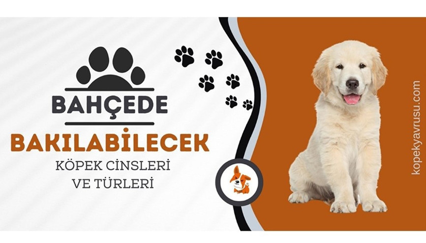 Bahçede bakılabilecek köpek cinsleri ve türleri