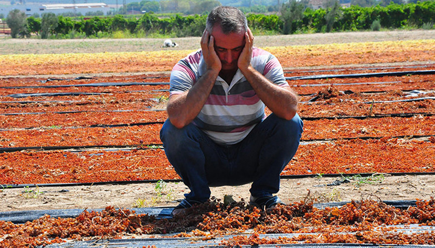 Manisada sağanak yağış üzüm bağlarını vurdu Perişanız Manisada sağanak yağış üzüm bağlarını vurdu Perişanız