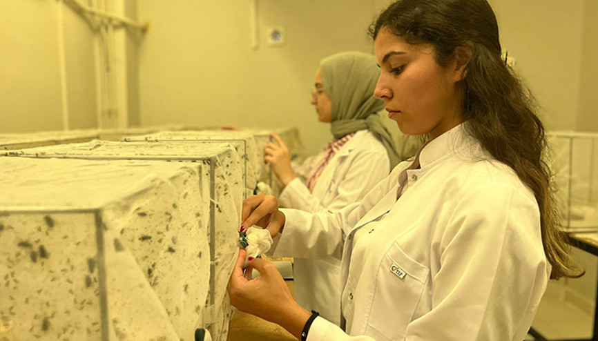 Batı Nil Virüsü Yunanistanda can aldı, Türkiye için uyarı geldi: Uzun kollu giysiler giyin