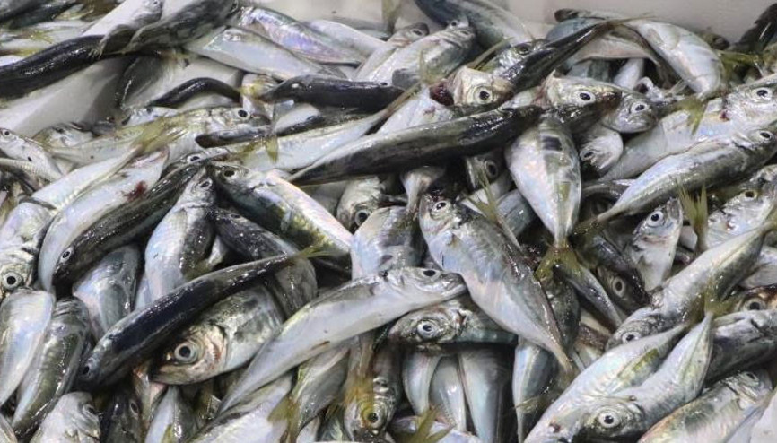 İstavritin kilosu 20 lira oldu