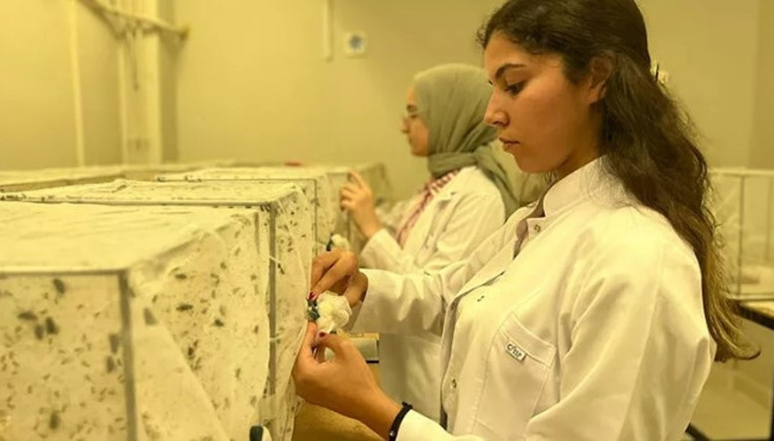 Batı Nil Virüsü Yunanistanda can aldı, Türkiye için uyarı geldi