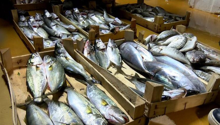 Eylül ayında hangi balıklar yenir Eylül balıkları hangileri