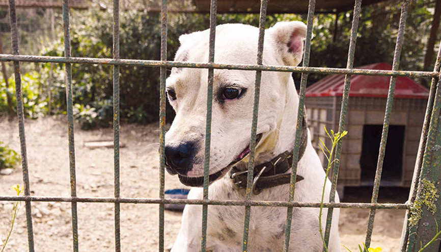 Göktürk’te barınak krizi ‘305 can sokaklara dönmesin’