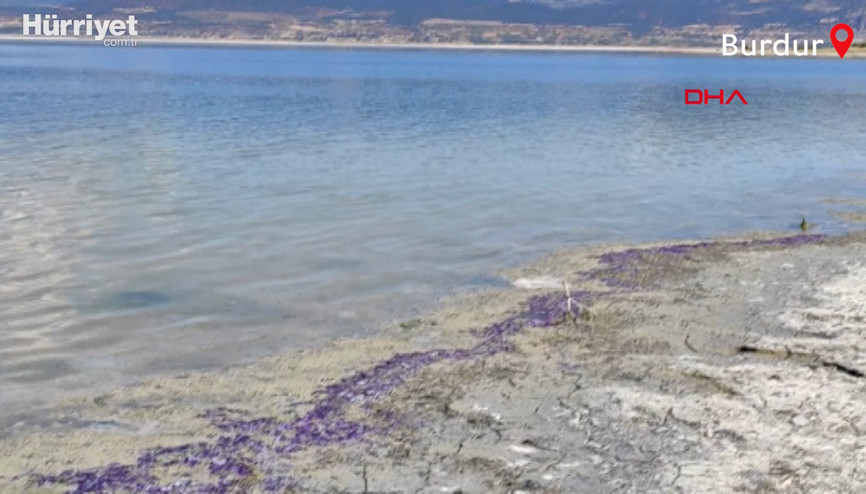 Burdur Gölü sahili bu kez mor renge büründü