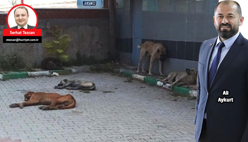Başkanın başıboş köpek isyanı