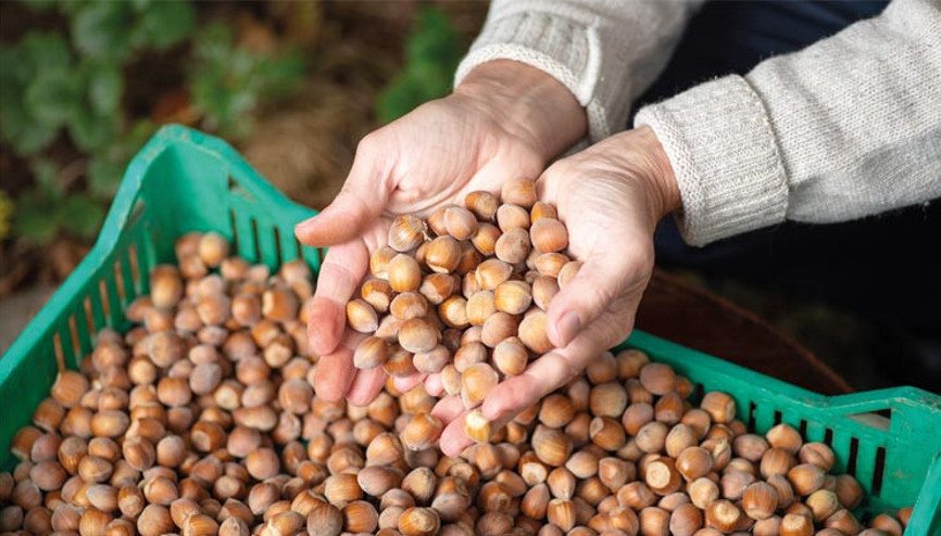 ‘Fındığın değerini korumak milli görev’