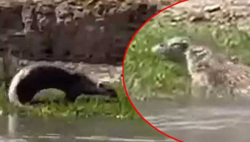 Şırnak’ta nesli tükenme tehlikesi altındaki su samuru görüntülendi