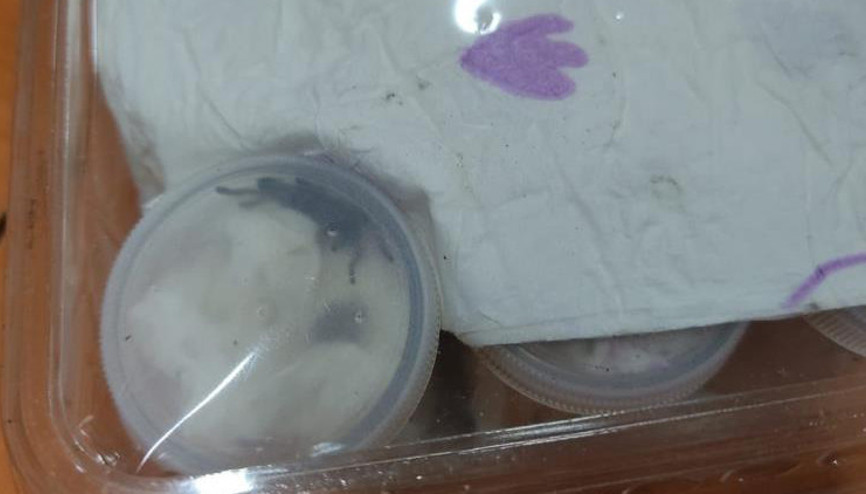 İzmirde 26 tüp tarantula ele geçirildi