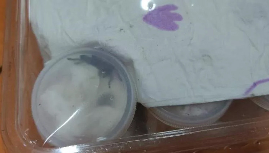 26 tüp tarantula cinsi örümcek ele geçirildi