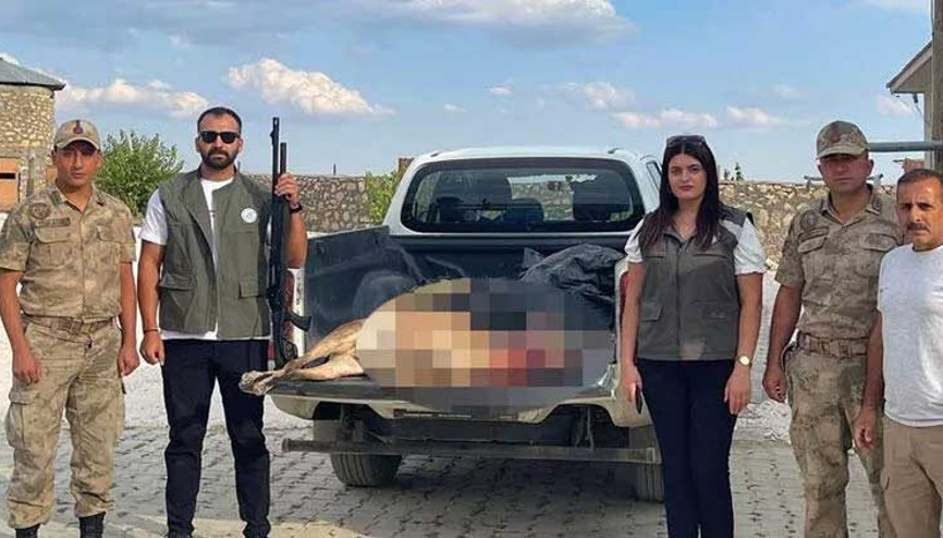 Yaban keçisi avlayan kişiye 254 bin TL ceza kesildi