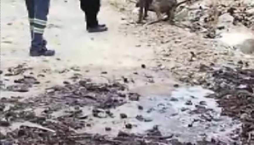 Kuyuya düşen çoban köpeğini vatandaşlar kurtardı Kuyuya düşen çoban köpeğini vatandaşlar kurtardı