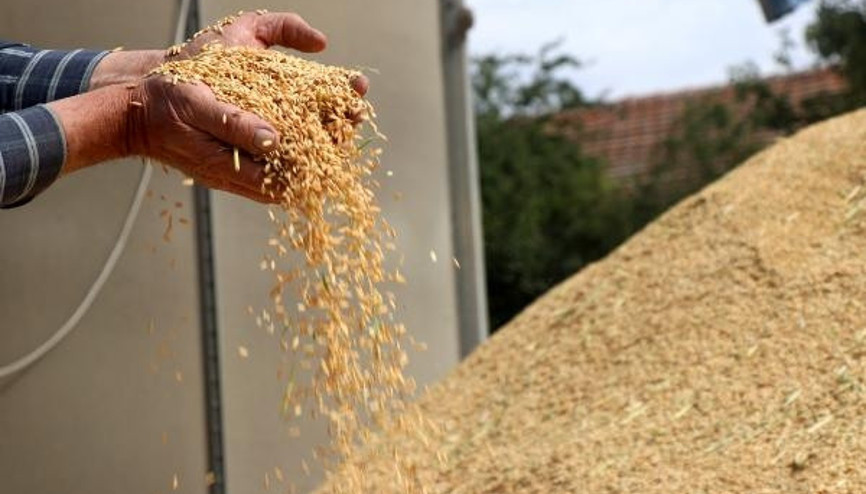 Bakanlık desteğiyle çeltik üretimi, 1 milyon tona çıktı