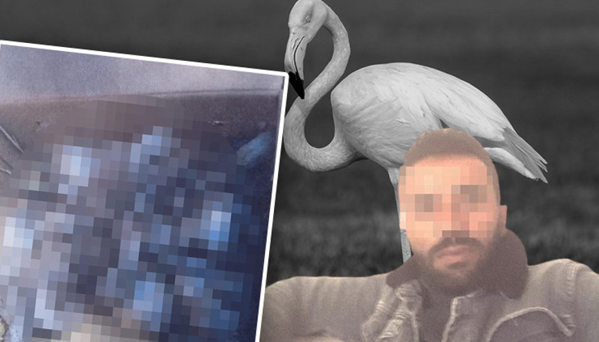 Kolilerden gelen sesler harekete geçirdi Gören inanamadı: Para için flamingolara kıydılar