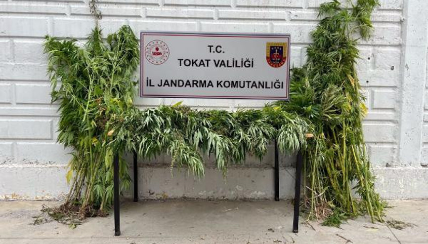 Niksarda ormanlık alana ekili 76 kök kenevir ele geçirildi