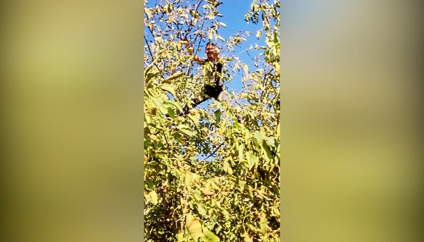 Sinan Özen, ceviz toplarken ağaçtan düştü