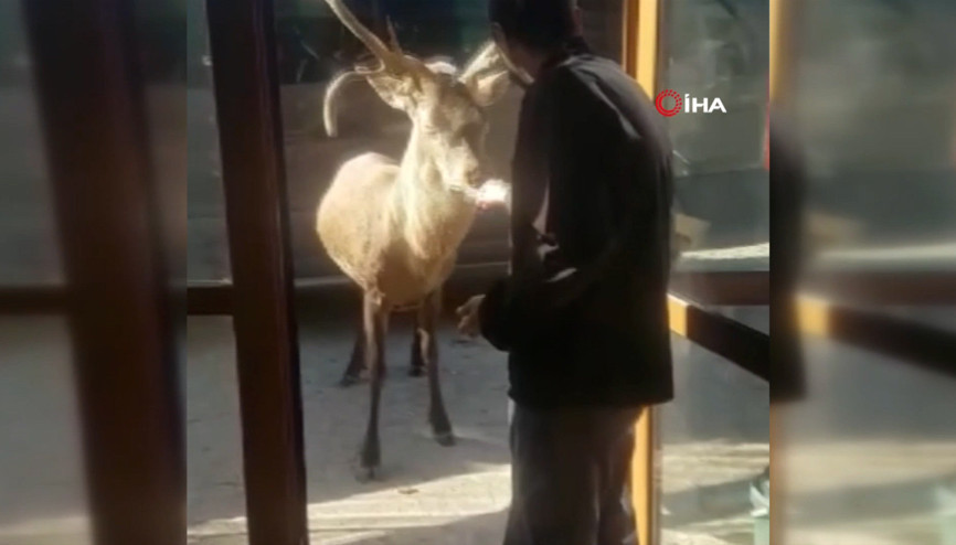 Restoran şefinin geyikle muhabbeti güldürdü Restoran şefinin geyikle muhabbeti güldürdü