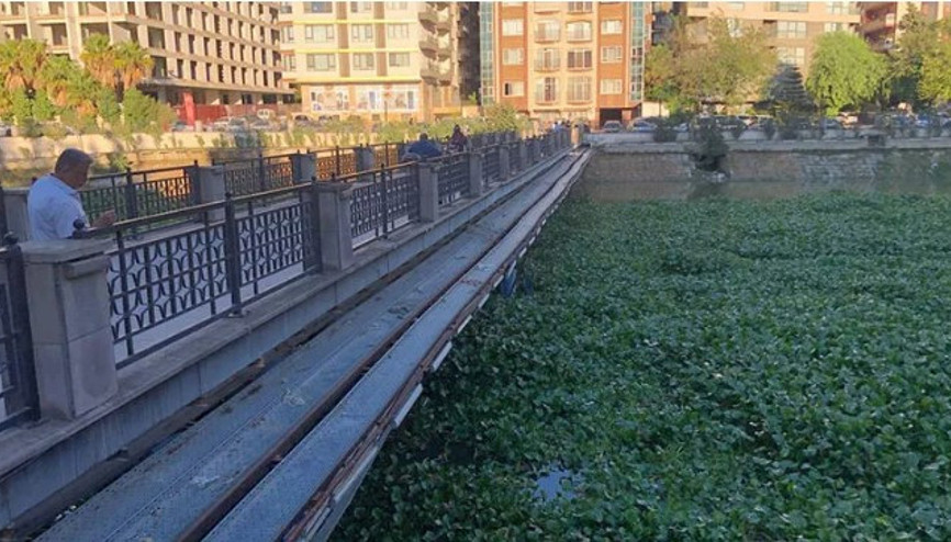 Asi Nehrinde su sümbülü istilası