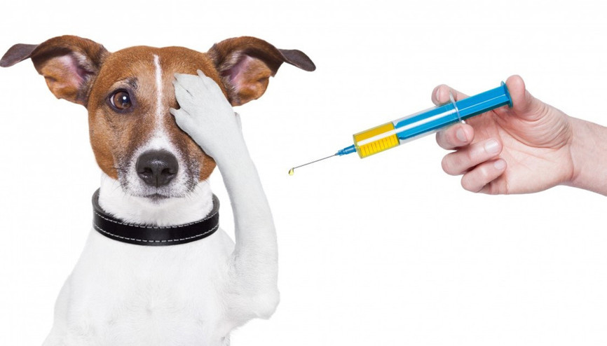 Aşılar köpeklerimizi gerçekten koruyor mu