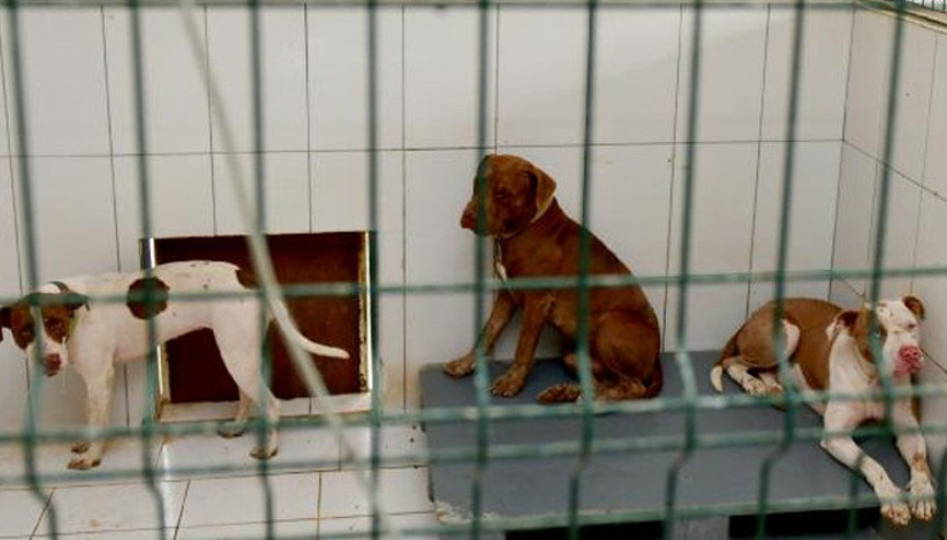 Antalyada dehşet: 3 pitbull, 12 kediyi öldürdü Antalyada dehşet: 3 pitbull, 12 kediyi öldürdü