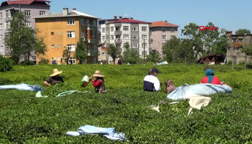 Rize Çayına 98 yıl sonra tescil