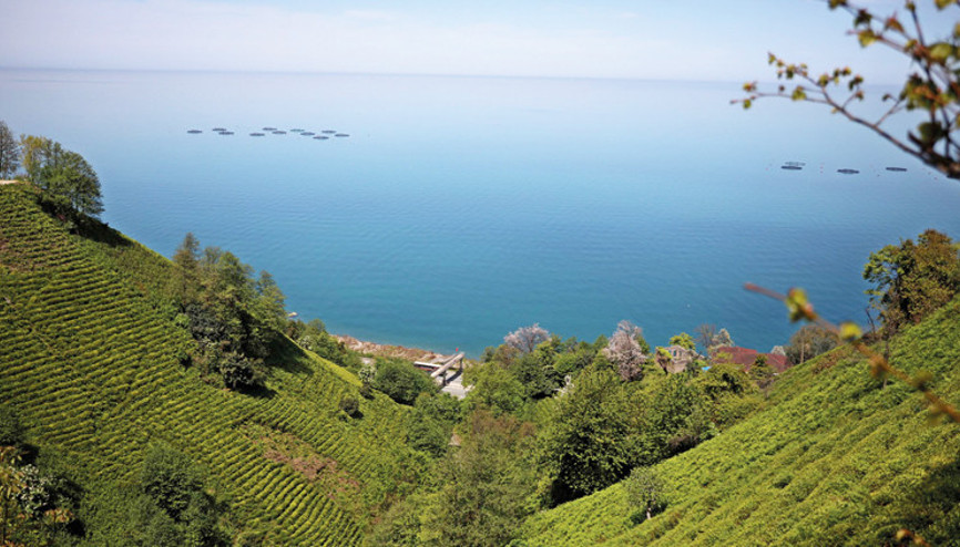 ‘Rize Çayı’na 98 yıl sonra tescil