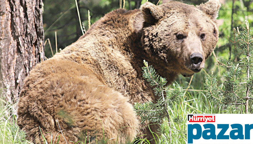 Sarıkamış’ta ‘ormanın hayaleti’nin peşinde...