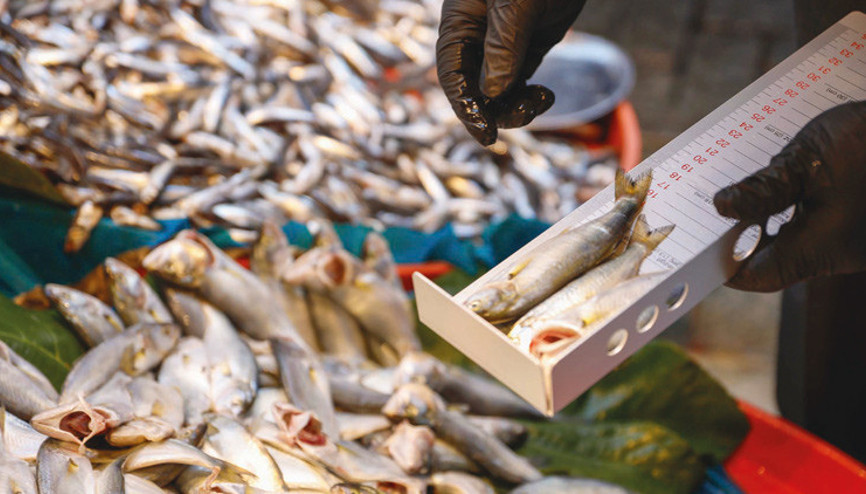 Balıkçılara boy denetimi