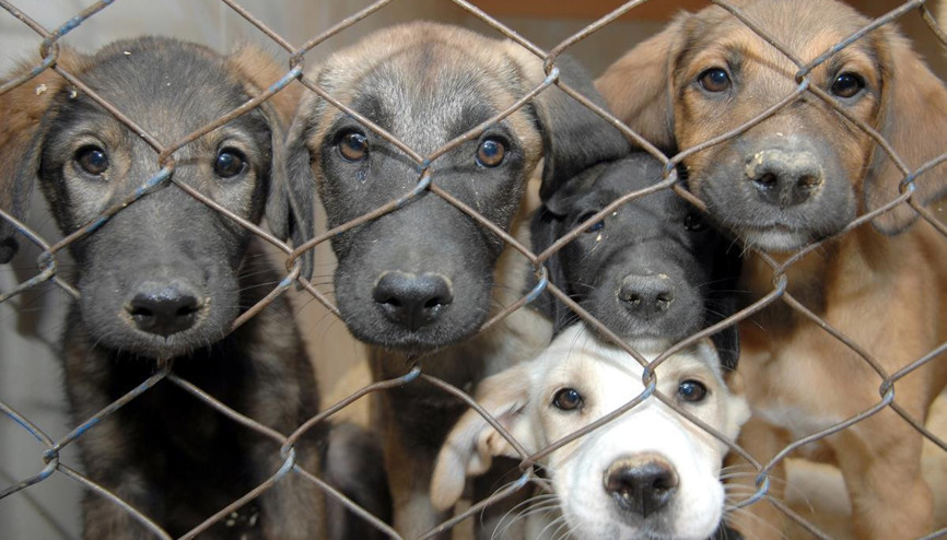 Belediyelere barınak çağrısı