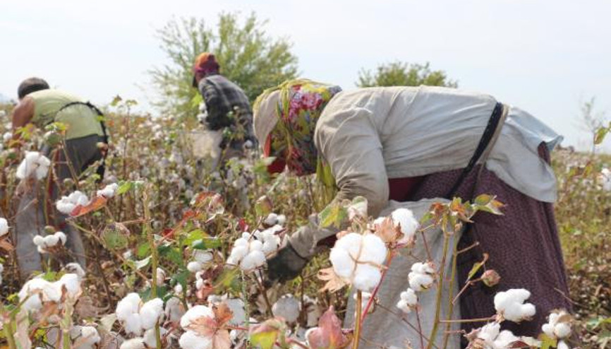 Hassada pamuk hasadı sürüyor