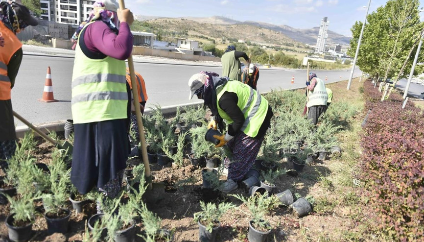 Başkenti renklendiren ağaç ve bitkiler