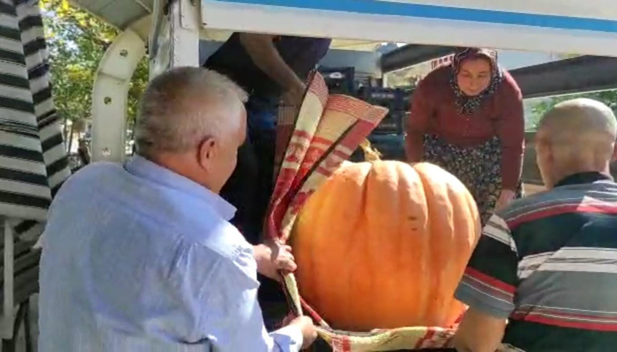 Dev kabağı beş kişi zor taşıdı