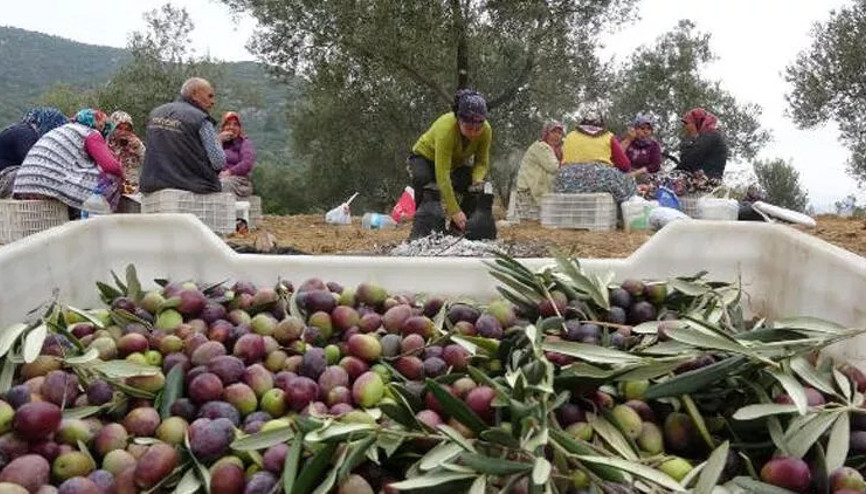 Balıkesirde zeytinler, komando ve kameralarla korunacak Balıkesirde zeytinler, komando ve kameralarla korunacak