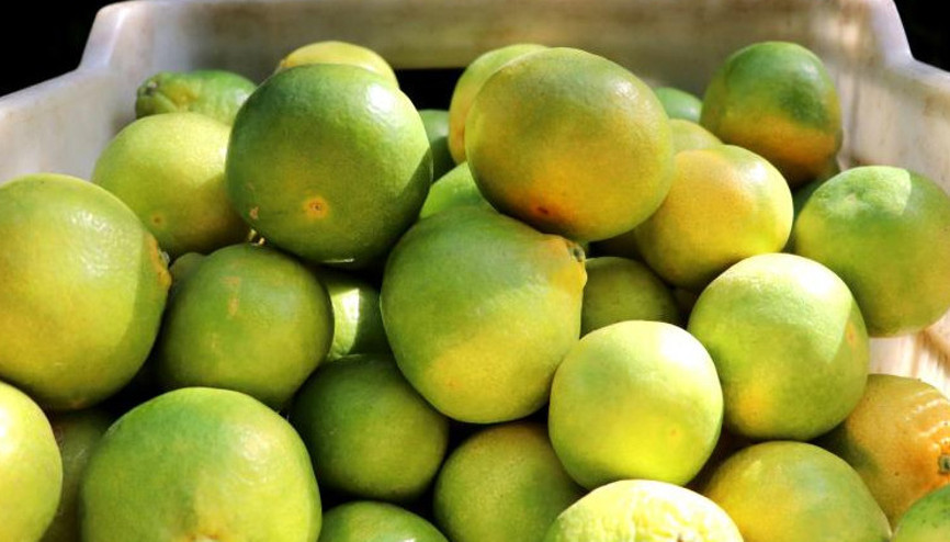 Mandalina üreticisi fiyattan memnun