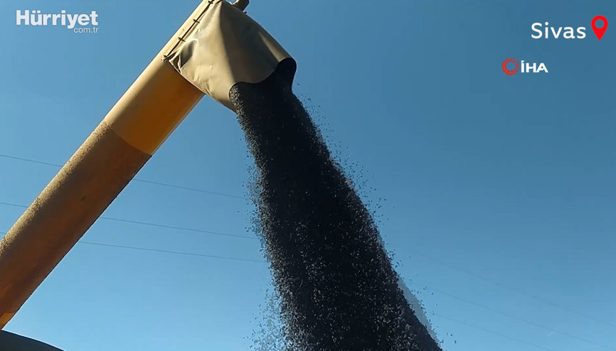 Maliyeti düşük Hasat devam ediyor