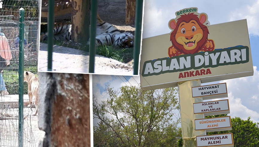 Arka kapıdan aslan ziyareti Mühürlü hayvanat bahçesine kaçak giriş