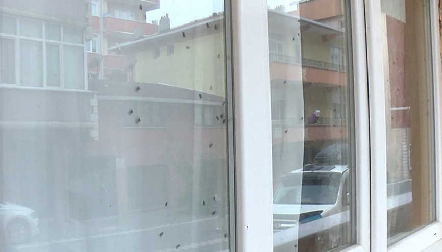 Mahallede sinekli ev paniği Ekipleri alarma geçirdiler, korktukları gibi olmadı
