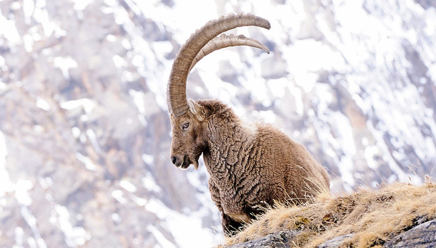 Şimdilik kurtuldular Dur avcı