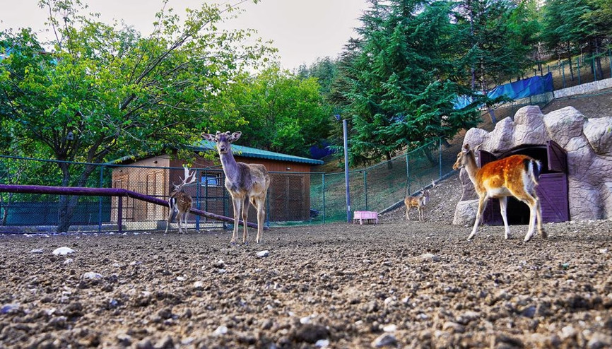 Doğal Yaşam Parkı her mevsim canlı
