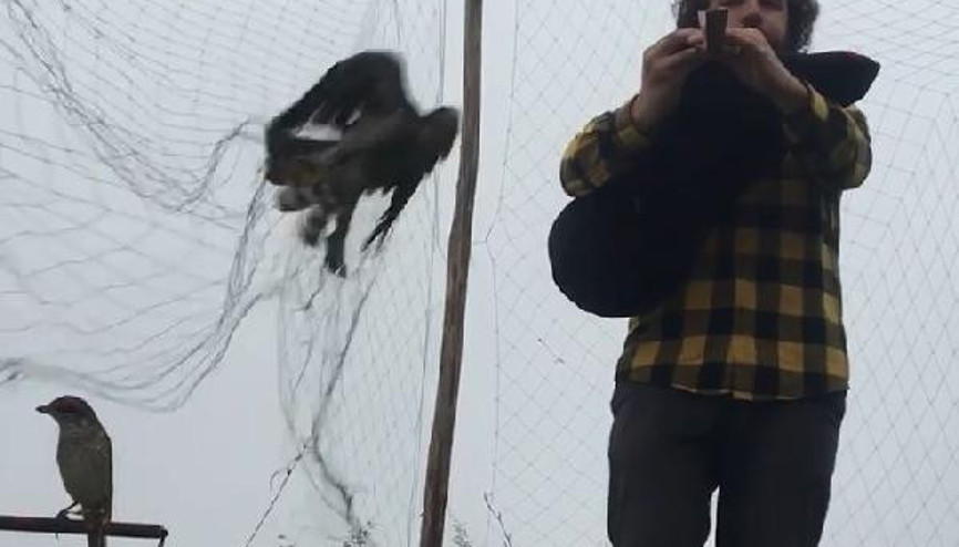 Rizede tulum çalarken ağa atmaca takıldığı anlar kamerada Rizede tulum çalarken ağa atmaca takıldığı anlar kamerada