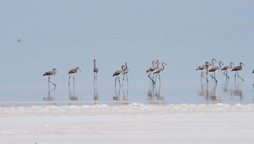 Flamingolara ‘can suyu’ işe yaradı