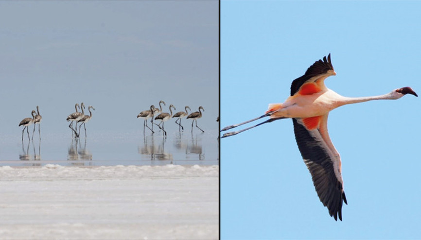 Flamingolar kurtuldu...