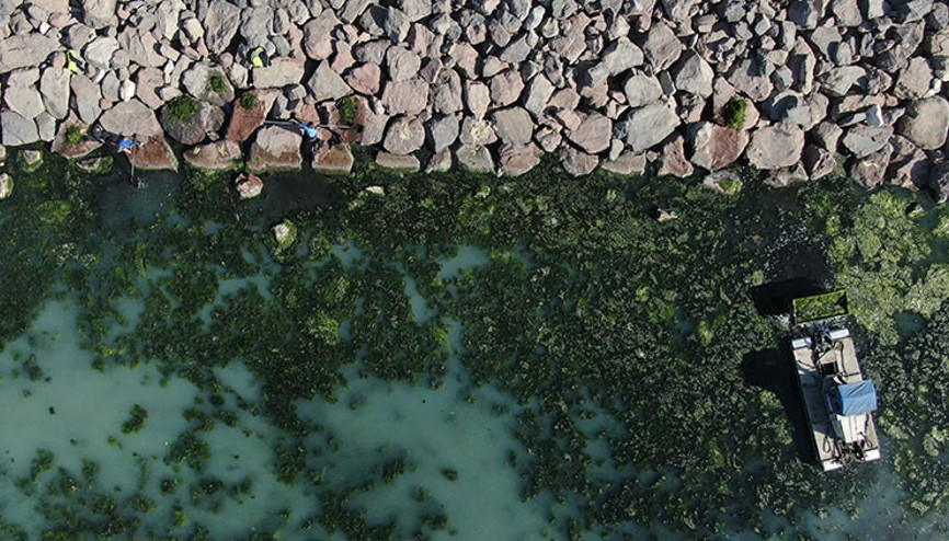 İzmir sahillerinde deniz marulu yeniden görüldü İzmir sahillerinde deniz marulu yeniden görüldü