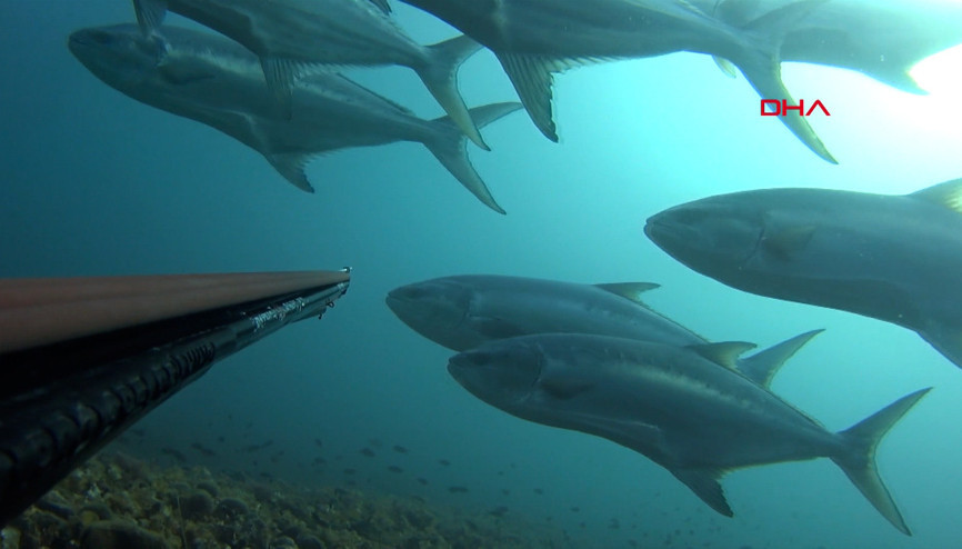 Bir metrelik liça balığı sürüsüyle karşılaştığı anları kamerasıyla kaydetti